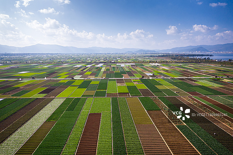 航拍蓝天白云下整齐的农田图片素材