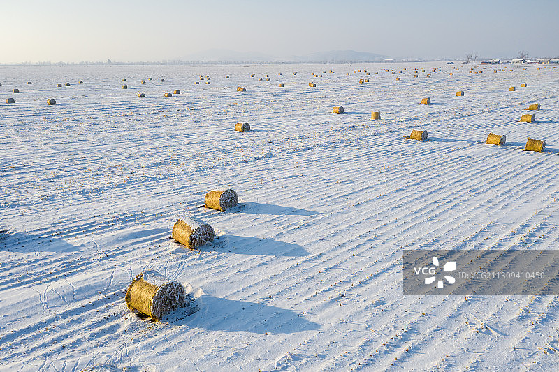 冬天白雪覆盖的田野里卷起的玉米秸秆图片素材