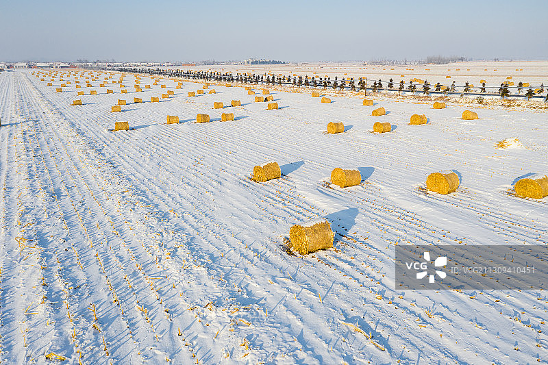 冬天白雪覆盖的田野里卷起的玉米秸秆图片素材