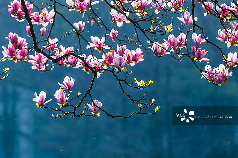 杭州太子湾紫玉兰图片素材