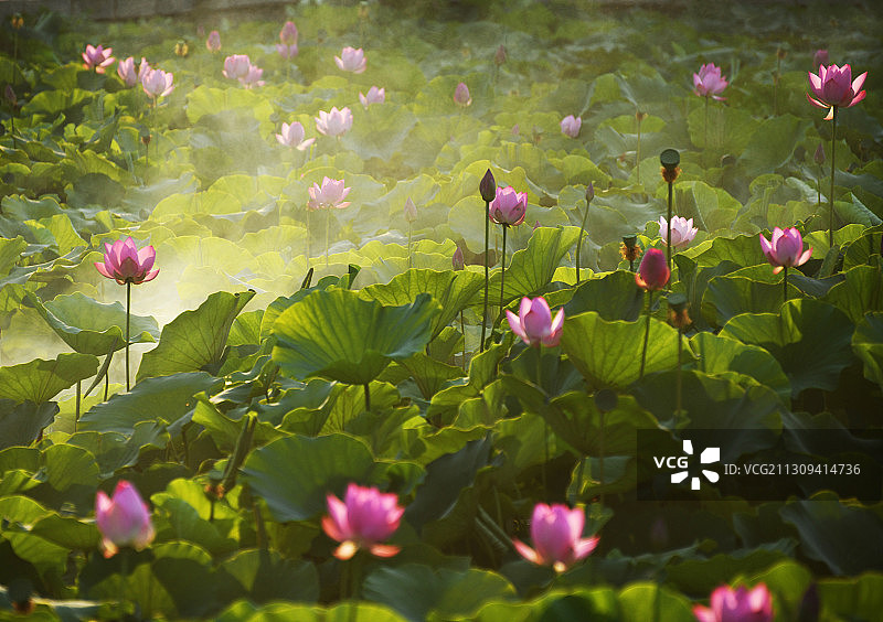 山东枣庄滕州市微山湖红荷湿地景区雾中的荷花图片素材