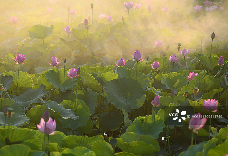 山东枣庄滕州市微山湖红荷湿地景区雾中的荷花图片素材