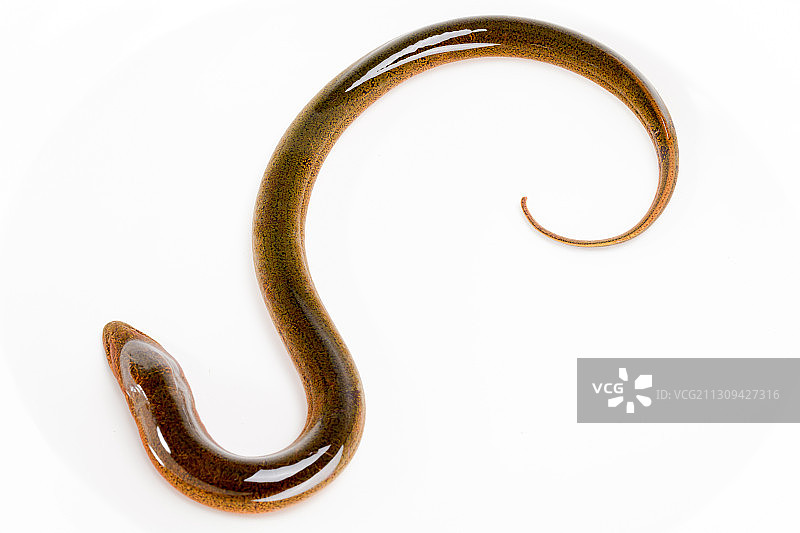 黄鳝活体图片素材