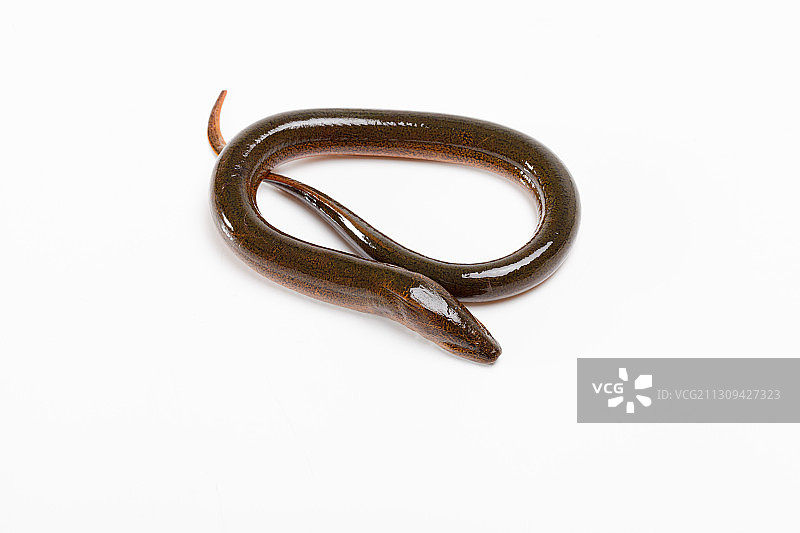 黄鳝活体图片素材