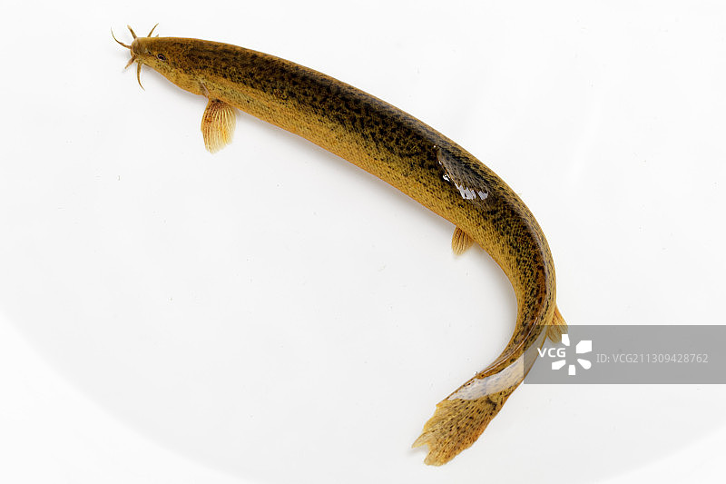 活体泥鳅图片素材