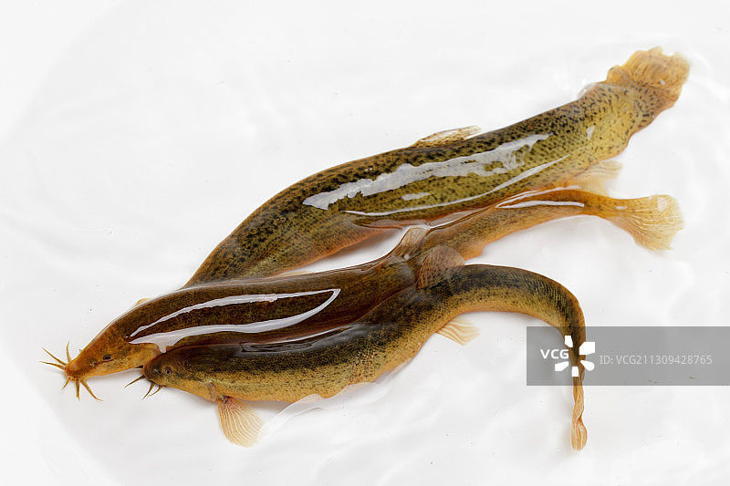 活体泥鳅图片素材