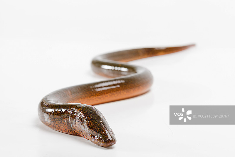 黄鳝活体图片素材