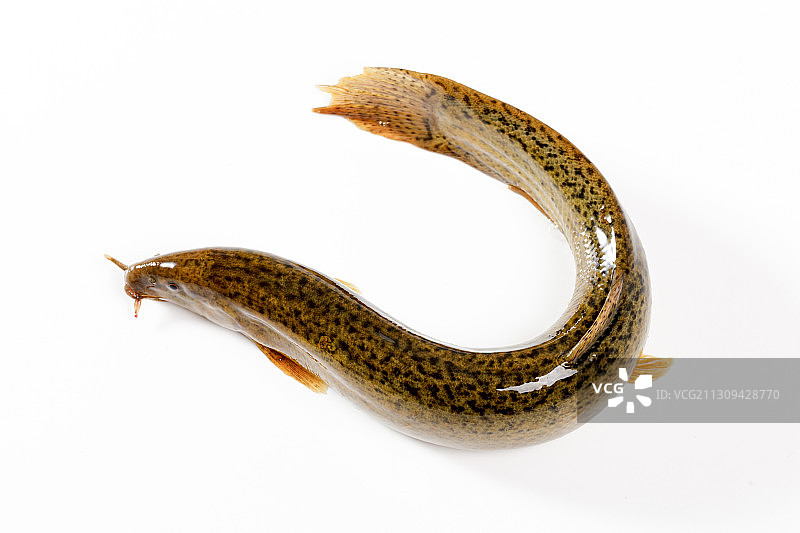 活体泥鳅图片素材