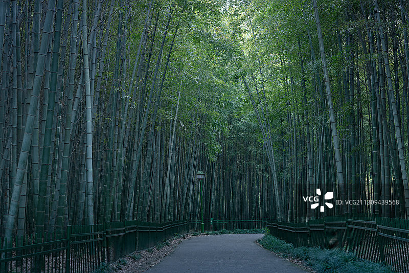 浙江杭州西湖植物园城市风光图片素材