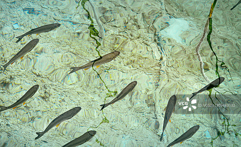 溪流里的鱼，克罗地亚十六湖国家公园图片素材