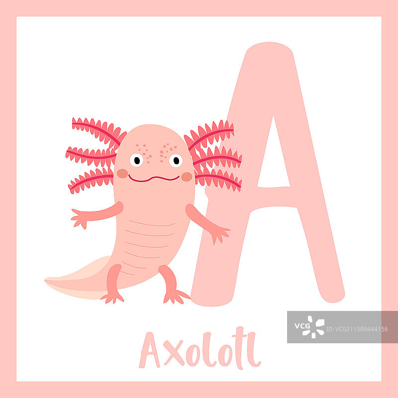 字母A词汇站立的墨西哥钝口螈图片素材