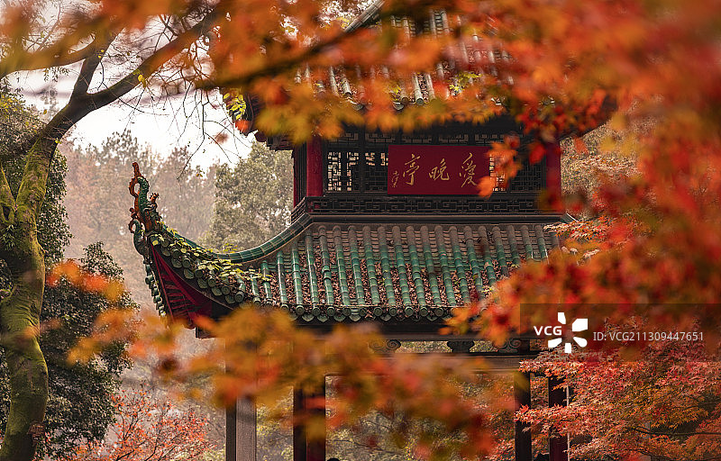 湖南省长沙市岳麓山景区爱晚亭枫叶图片素材