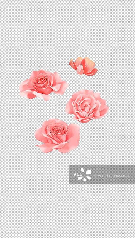 玫瑰花图片素材