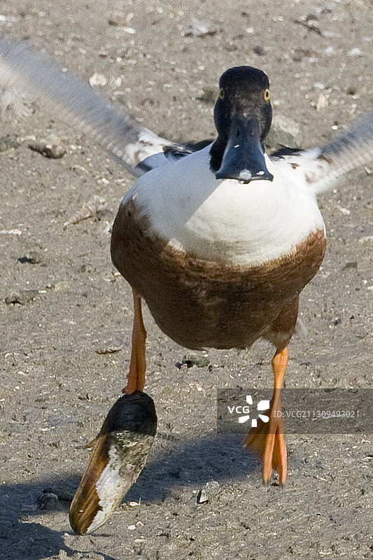 雄性琵琶鸭腿上粘着贝壳图片素材