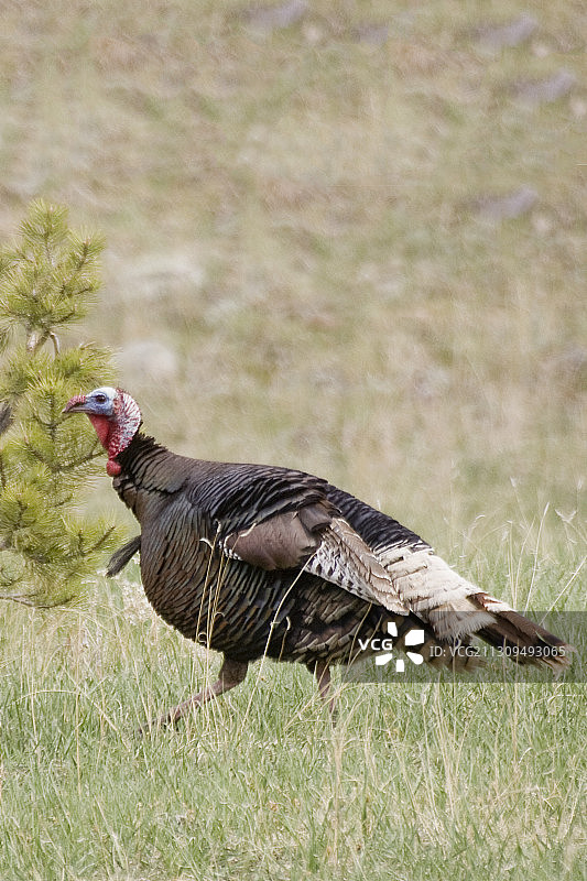 雄性野生火鸡图片素材