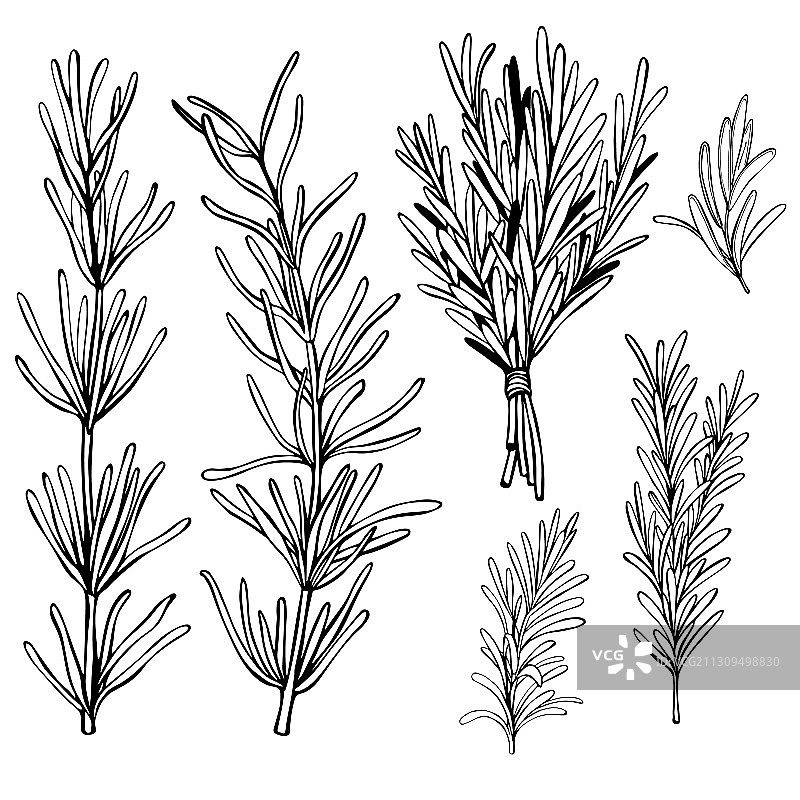 手绘香料迷迭香草图图片素材