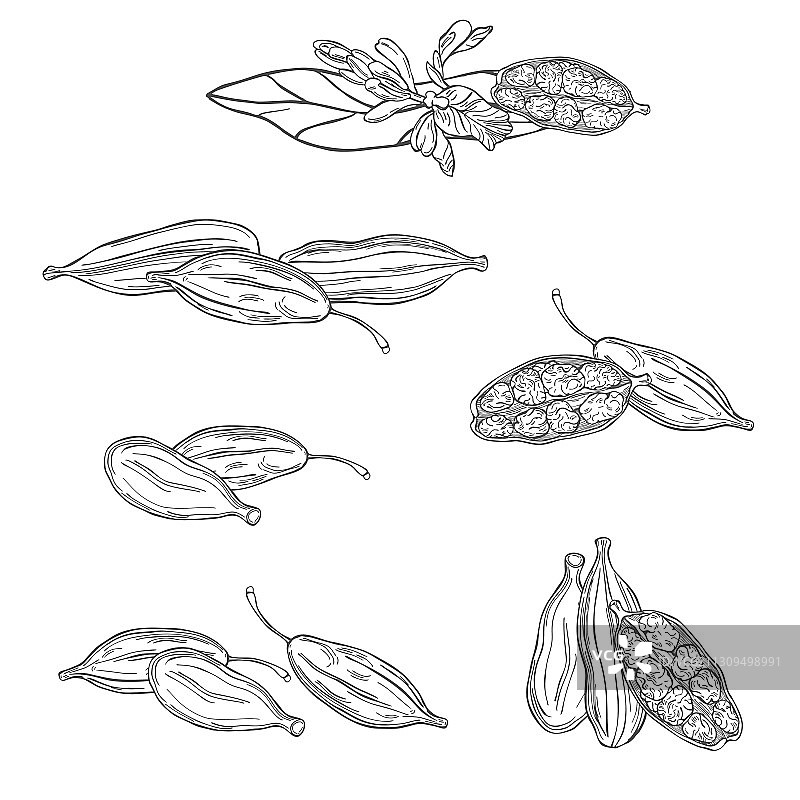 手绘小豆蔻植物素描图片素材