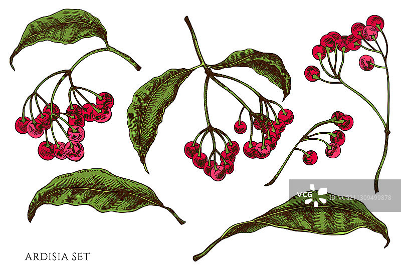 彩色手绘朱砂根图案合集图片素材