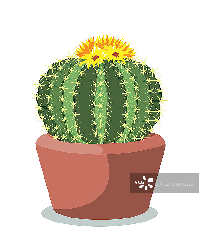 红色陶瓷盆中的大仙人球装饰图片素材