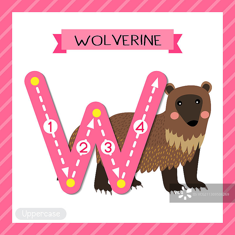 大写字母W线条练习狼獾图片素材