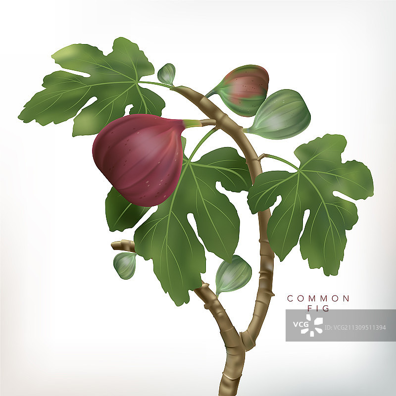 3D无花果树图片素材