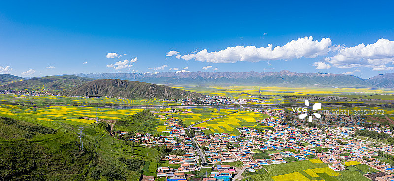 门源山下的油菜花田图片素材