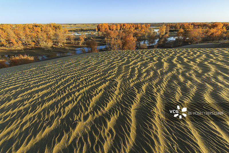 巴音郭勒库尔勒市——沙漠胡杨图片素材