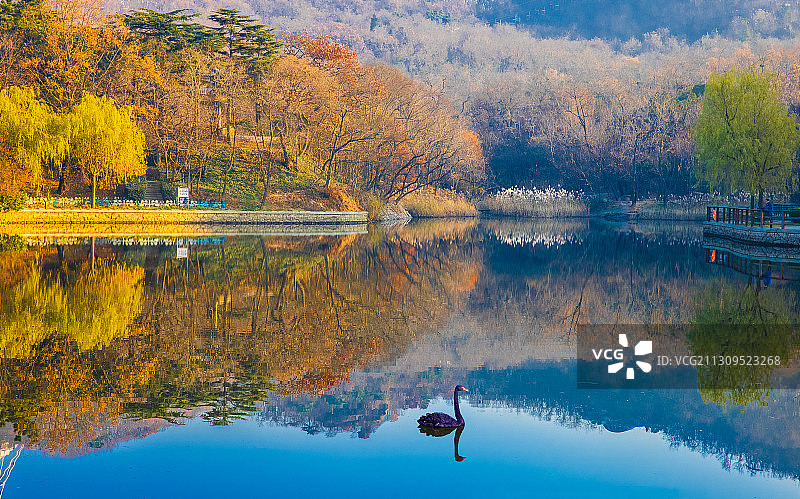 青岛中山公园人工湖  初冬图片素材