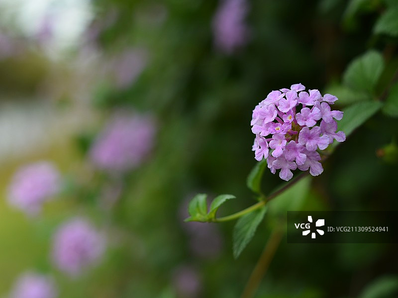 马缨丹图片素材