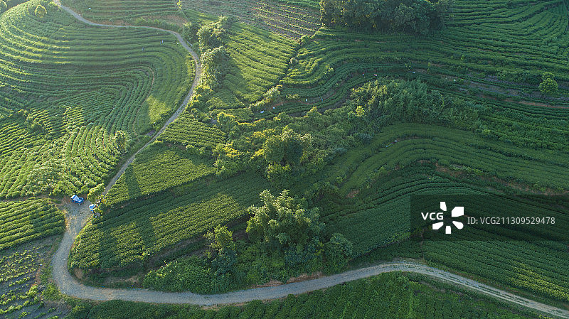 茶山   茶园图片素材