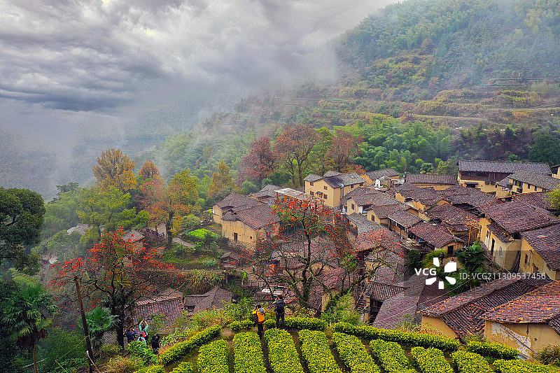 古村落与柿子树图片素材