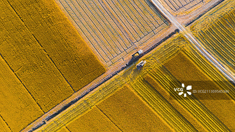 杭州余杭南湖公园秋日蓝天下正在收割的稻田图片素材