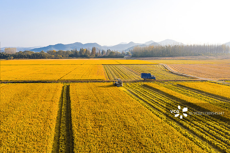 杭州余杭南湖公园秋日蓝天下正在收割的稻田图片素材