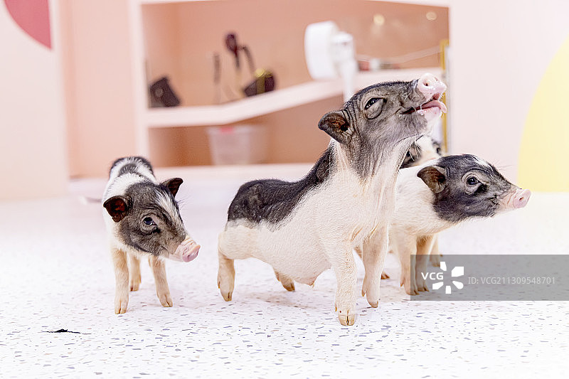 宠物猪图片素材