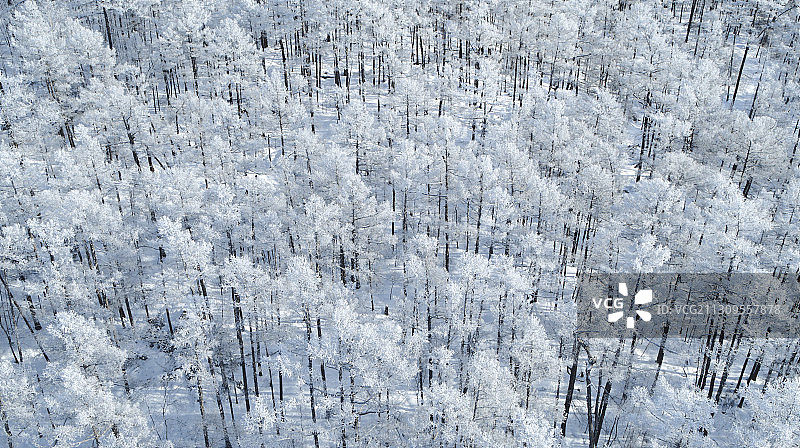 内蒙古呼伦贝尔根河大兴安岭雾凇图片素材