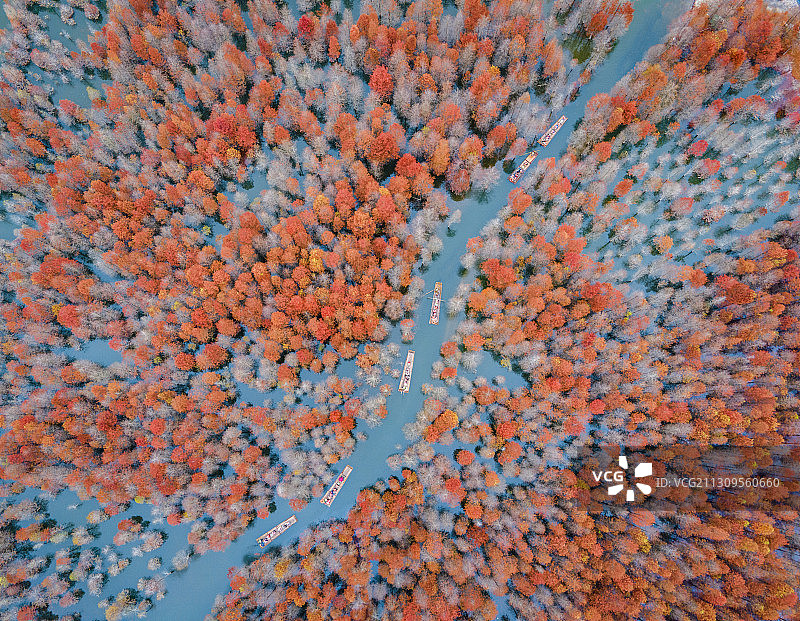 皖南川藏线宁国青龙湾落羽红杉林航拍图片素材