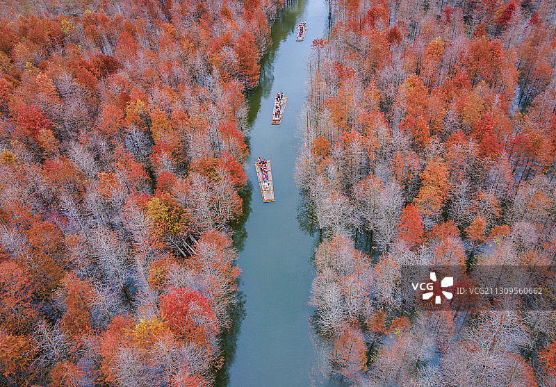 皖南川藏线宁国青龙湾落羽红杉林航拍图片素材