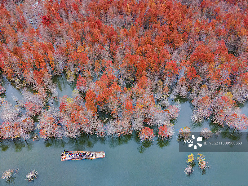 皖南川藏线宁国青龙湾落羽红杉林航拍图片素材