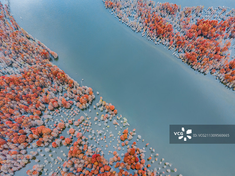 皖南川藏线宁国青龙湾落羽红杉林航拍图片素材