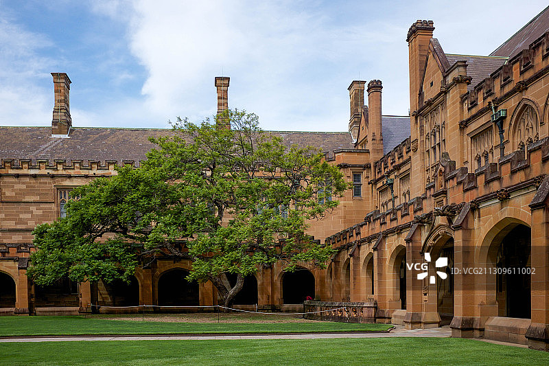 悉尼大学的蓝花楹图片素材