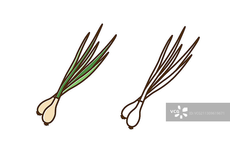 有机天然葱多彩轮廓图片素材