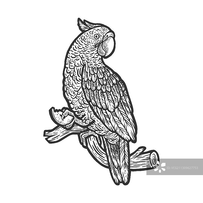 脚踩苹果的鹦鹉素描图片素材