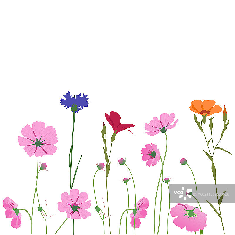 夏季草地植物花束矢车菊图片素材