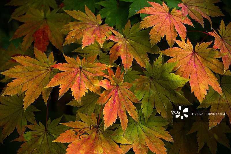 红枫叶 落叶 秋天 五角枫 树 公园 天空 自然 季节图片素材
