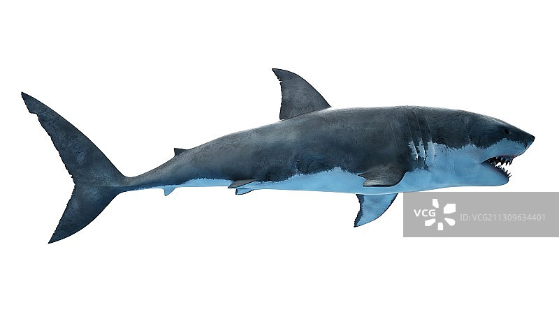 大白鲨插画图片素材