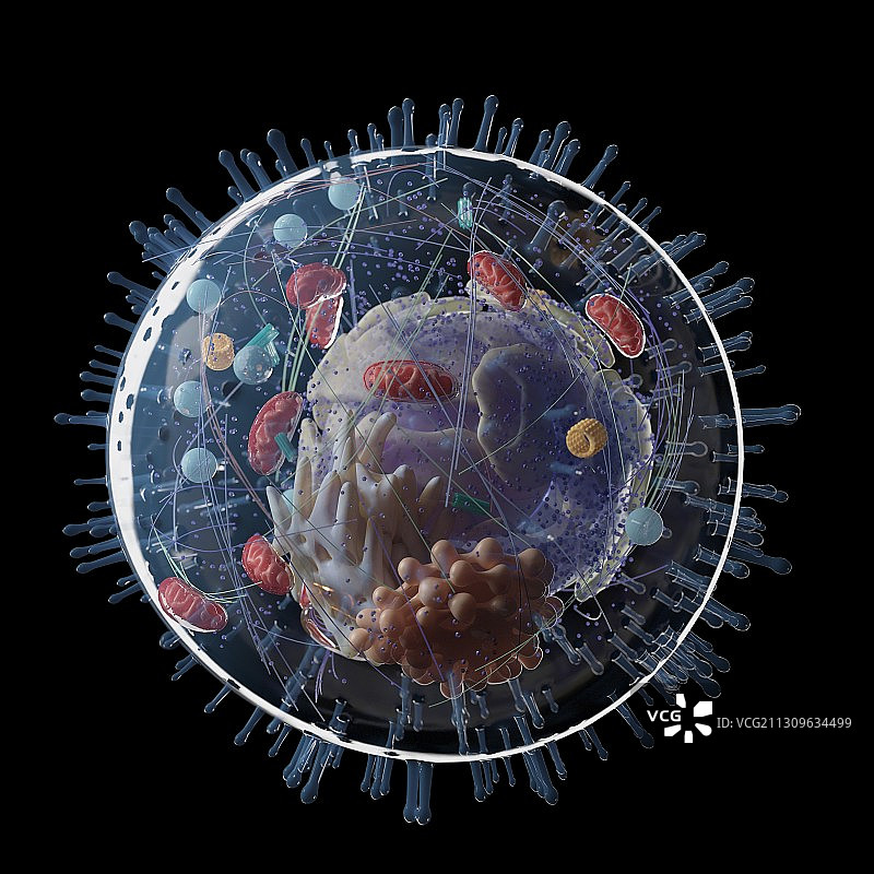 人体细胞插画图片素材