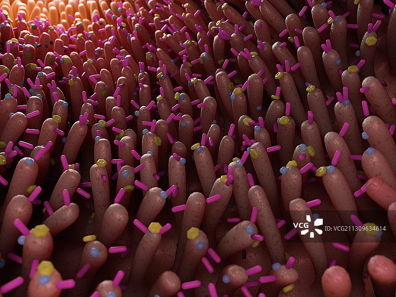 肠道细菌插画图片素材