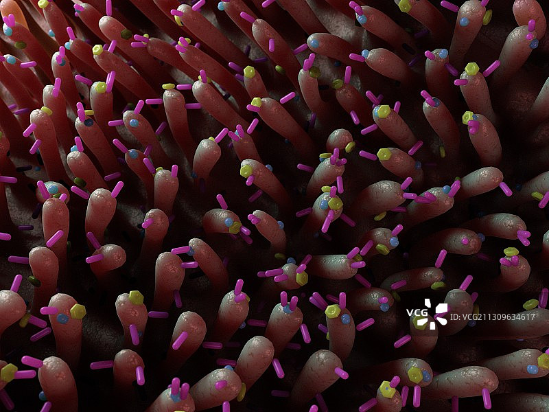 肠道细菌插画图片素材