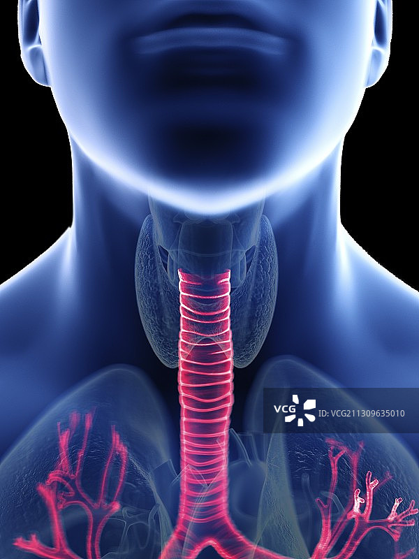 男人气管图示图片素材
