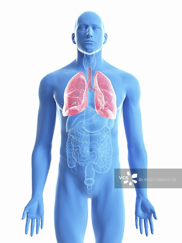 男人的肺部插画图片素材